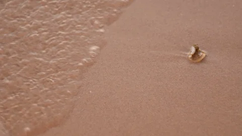 Sea shell on the sandy beach Stock Footage 93861092
