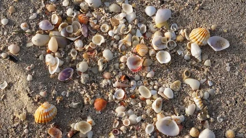 Sea shell on sandy beach. Stock Footage 94016390