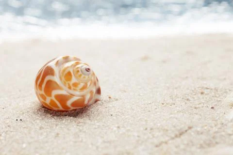 Sea shell on sandy beach Stock Photos