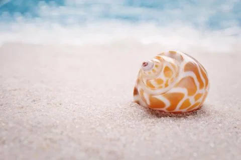 Sea shell on sandy beach Stock Photos