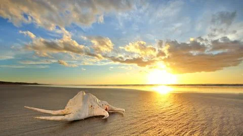 Sea Shell on Sandy Beach at Sunset Stock Photos