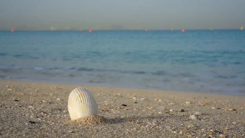 Sea shell on sandy beach, travel concept with sea on the background. Stock Footage 94016702