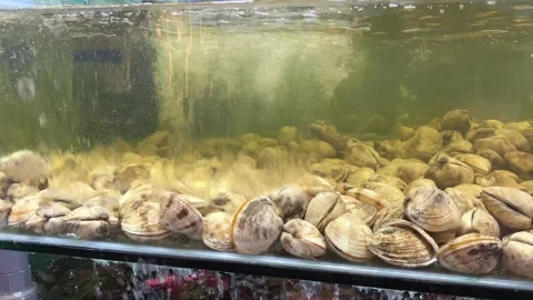 Sea shell scallop in the running water of the restaurant aquarium. The most Vídeos de archivo 274900982