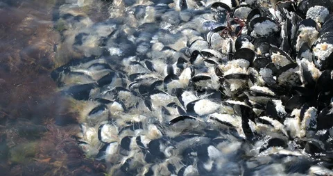 Sea shell in the sea. Stock Footage 105397236