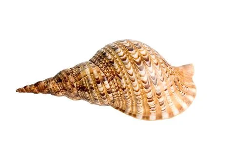 Sea shell sea shell isolated over a white background for design Copyright:... Stock Photos