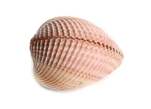 Sea shell sea shell isolated over a white background Copyright: xZoonar.co... Stock Photos