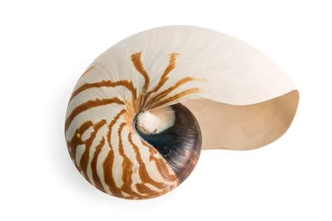 Sea shell sea shell isolated over a white background for design Copyright:... Stock Photos