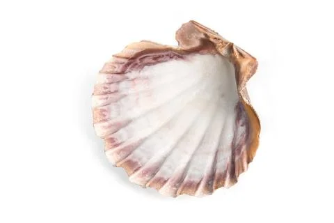 Sea shell sea shell isolated over white background Copyright: xZoonar.com/... Stock Photos