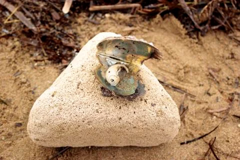 Sea shell in sea shell Stock Photos