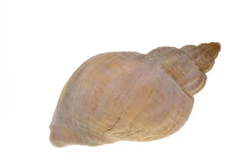 Sea shell Sea shell on white background Copyright: xZoonar.com/paulxwishar... 库存照片