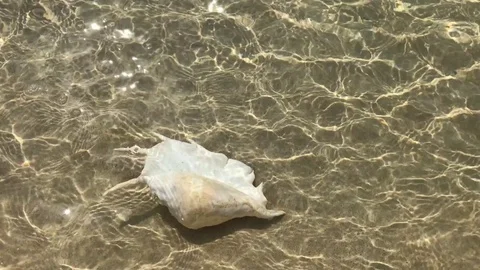 Sea shell in sea water on beach sand Video stock 81802553