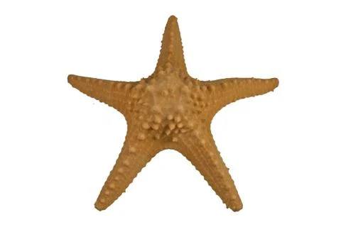 Sea shell, seashell Stock Photos