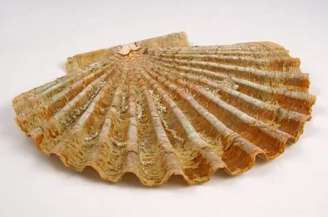 Sea shell, seashell Stock Photos