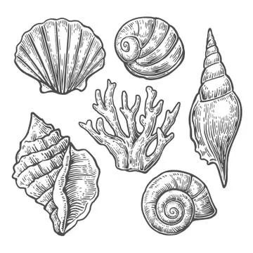 Sea shell. Set black engraving vintage illustrations. Isolated on  whit Stock Illustration