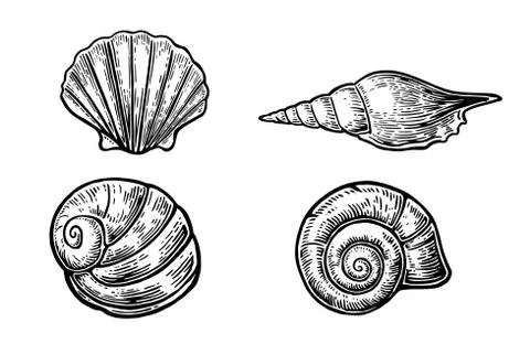 Sea shell. Set black engraving vintage illustrations. Isolated on white Stock Illustration