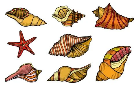 Sea shell Set Stock Illustration