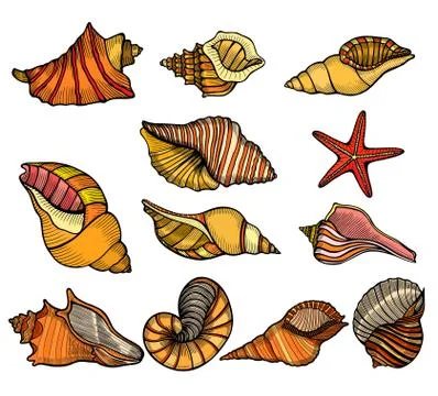 Sea shell Set Stock Illustration