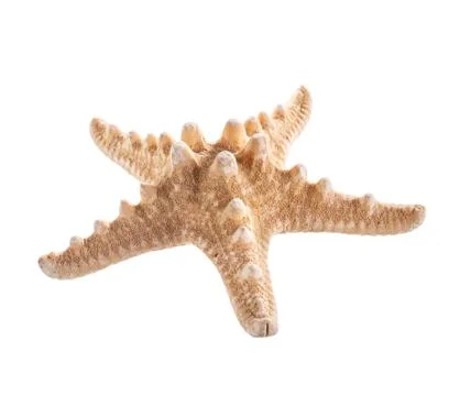 Sea Shell in the shape of star isolated Stock Photos