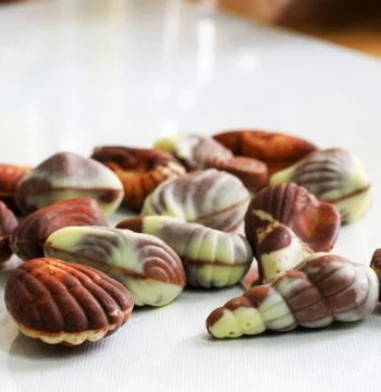Sea shell shaped assorted belgian chocolates in white background.close up mac Stock Photos