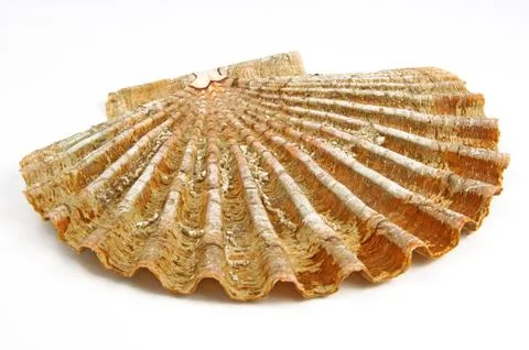 Sea shell, shell Stock Photos