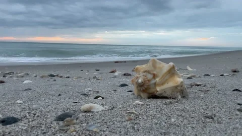 Sea Shell On The Shore Stock-Footage 230906909