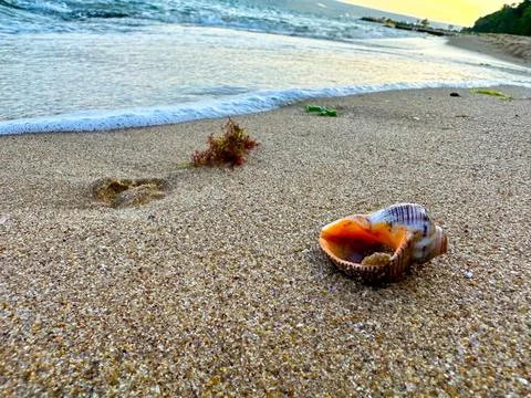 A sea shell sits on a sandy beach by the ocean shore Stock Photos