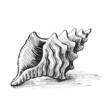 Sea shell sketch Illustrazione stock