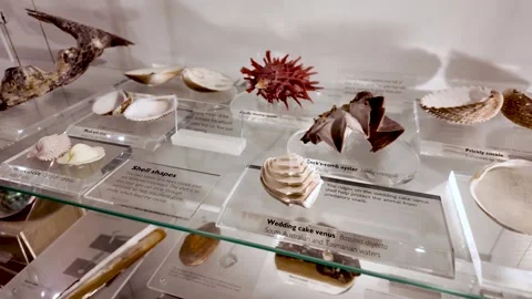 Sea Shell Specimens on Display at the Natural History Museum in London for Stock Footage 331193291