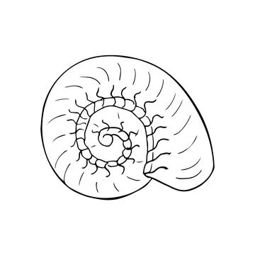 Sea shell in spiral shape. hand drawn conch illustration isolated on white .. Stock Illustration
