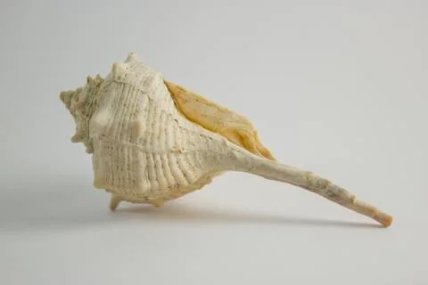 Sea shell standing reversed Stock Photos