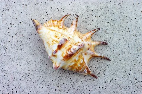 Sea shell on the stone background. Stock Photos