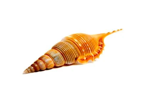 Sea shell in studio Stock-Fotos