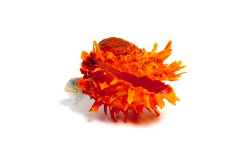 Sea shell in studio Stock-Fotos