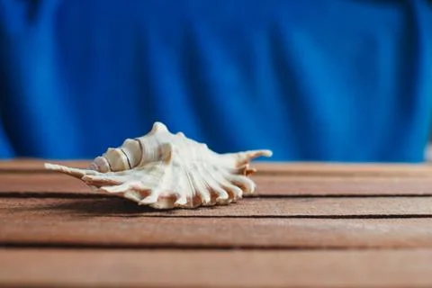 Sea shell on the surface Stock Photos