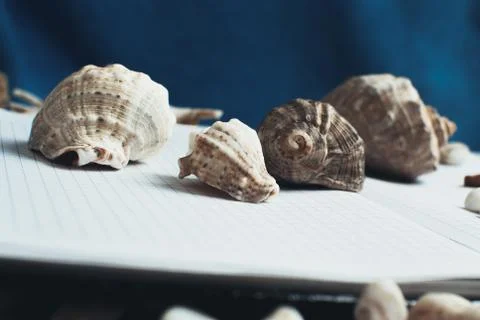 Sea shell on the surface Stock Photos