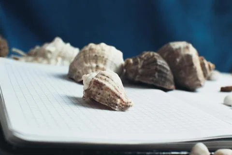 Sea shell on the surface Stock Photos