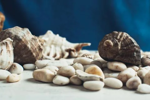 Sea shell on the surface Stock Photos