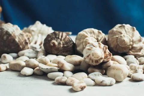 Sea shell on the surface 写真素材