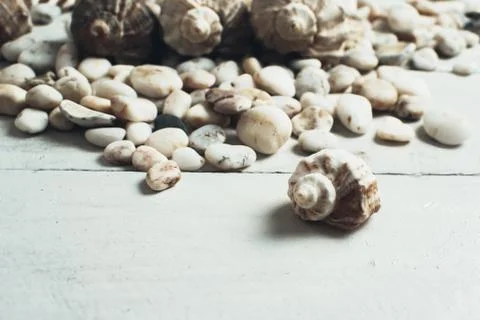 Sea shell on the surface Stock Photos