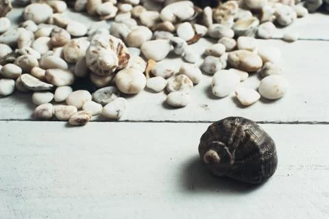Sea shell on the surface Stock Photos