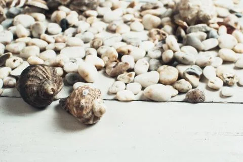 Sea shell on the surface Stock Photos