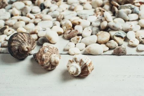 Sea shell on the surface Stock Photos