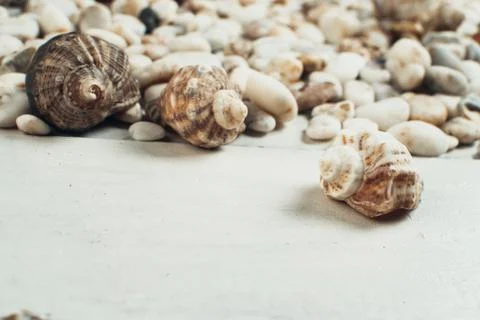 Sea shell on the surface Stock Photos