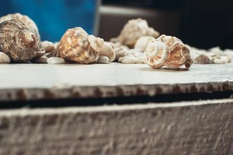 Sea shell on the surface Foto stock