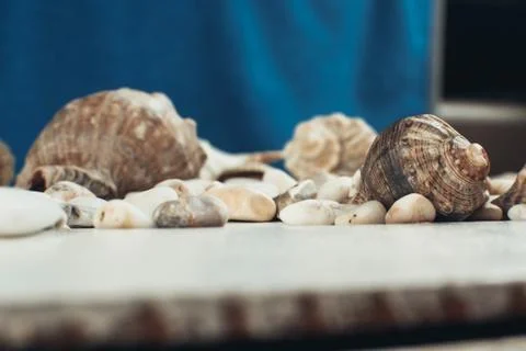 Sea shell on the surface Stock Photos