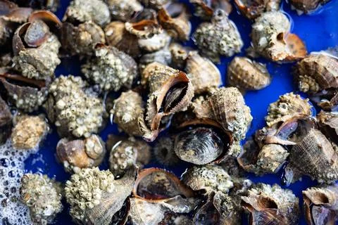 Sea Shell In The Tank Stock Photos