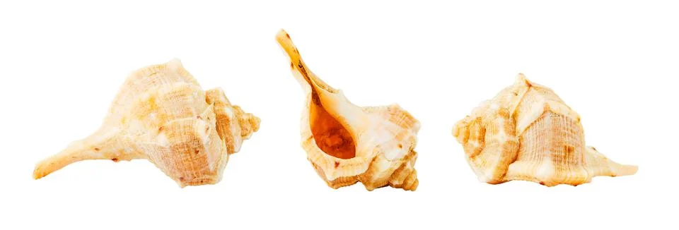 Sea shell from three different angles isolated Stock Photos