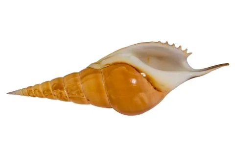 Sea shell tibia (bottom view ) Stock Photos
