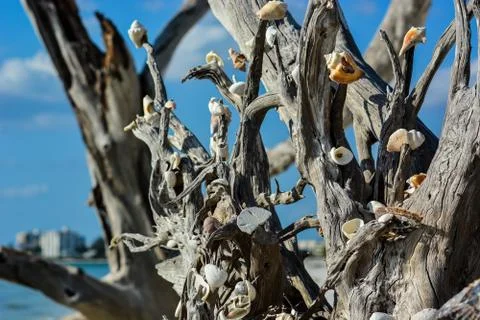 The Sea Shell Tree Stock Photos