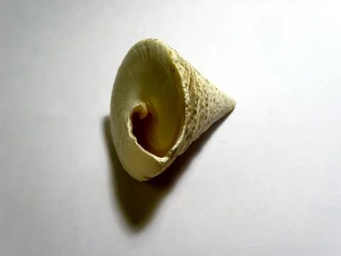 Sea shell of triangular shape 스톡 사진